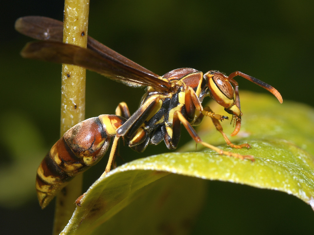 Wasp.jpg