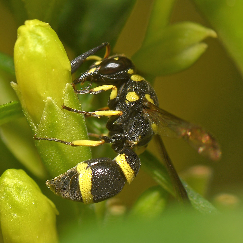 Wasp.jpg
