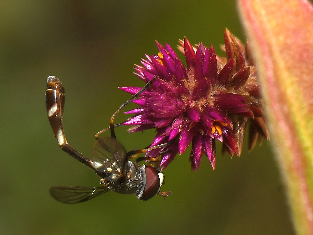 Wasp.jpg