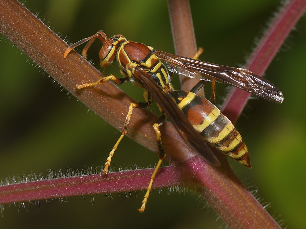 Wasp.jpg