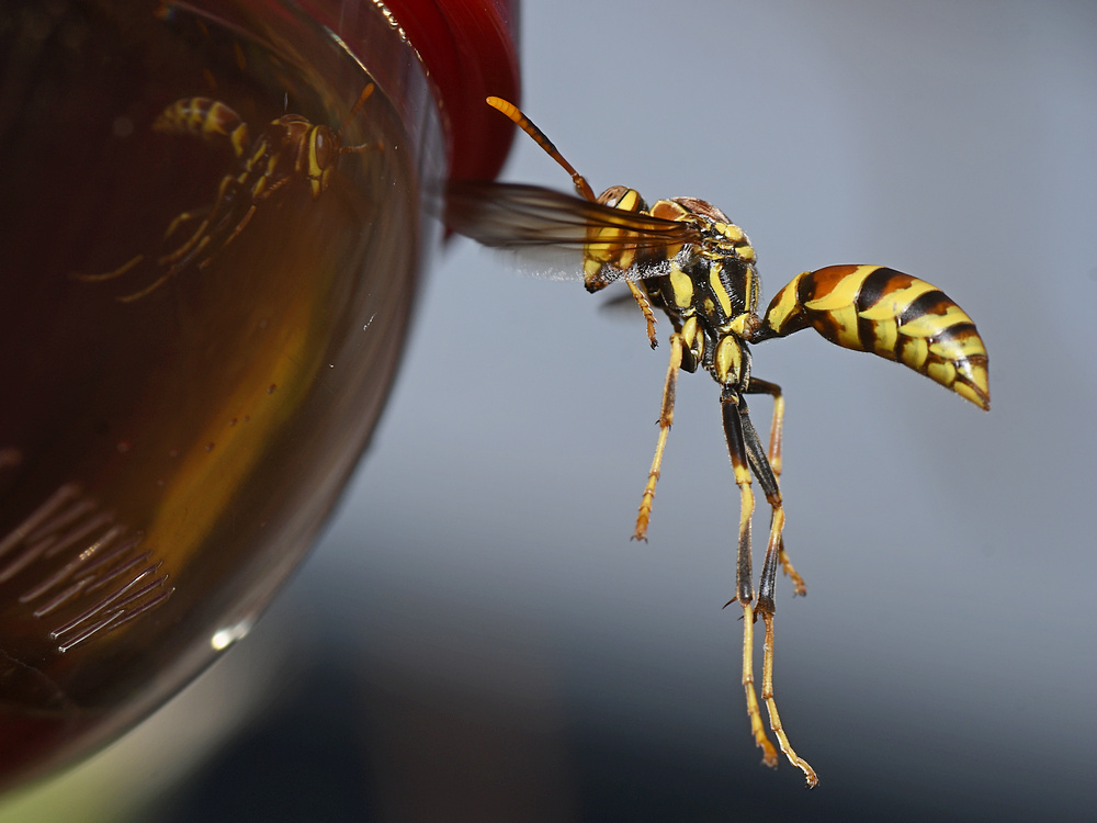 Wasp.jpg