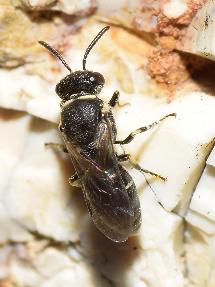 Wasp.jpg