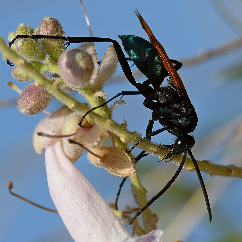 Wasp.jpg