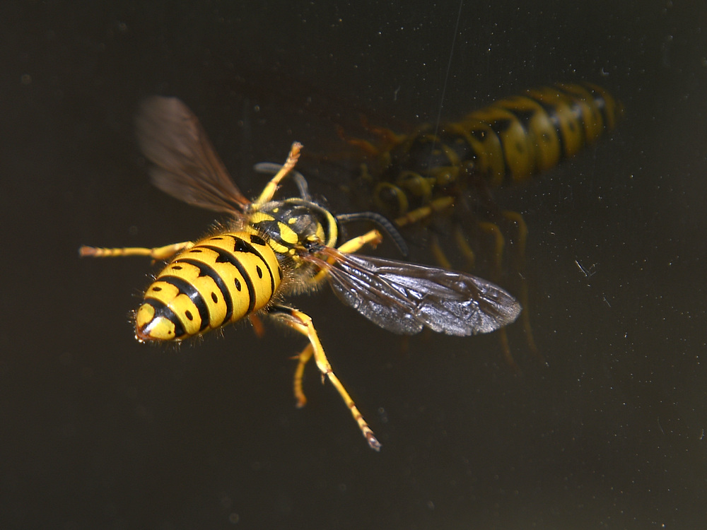 Wasp.JPG
