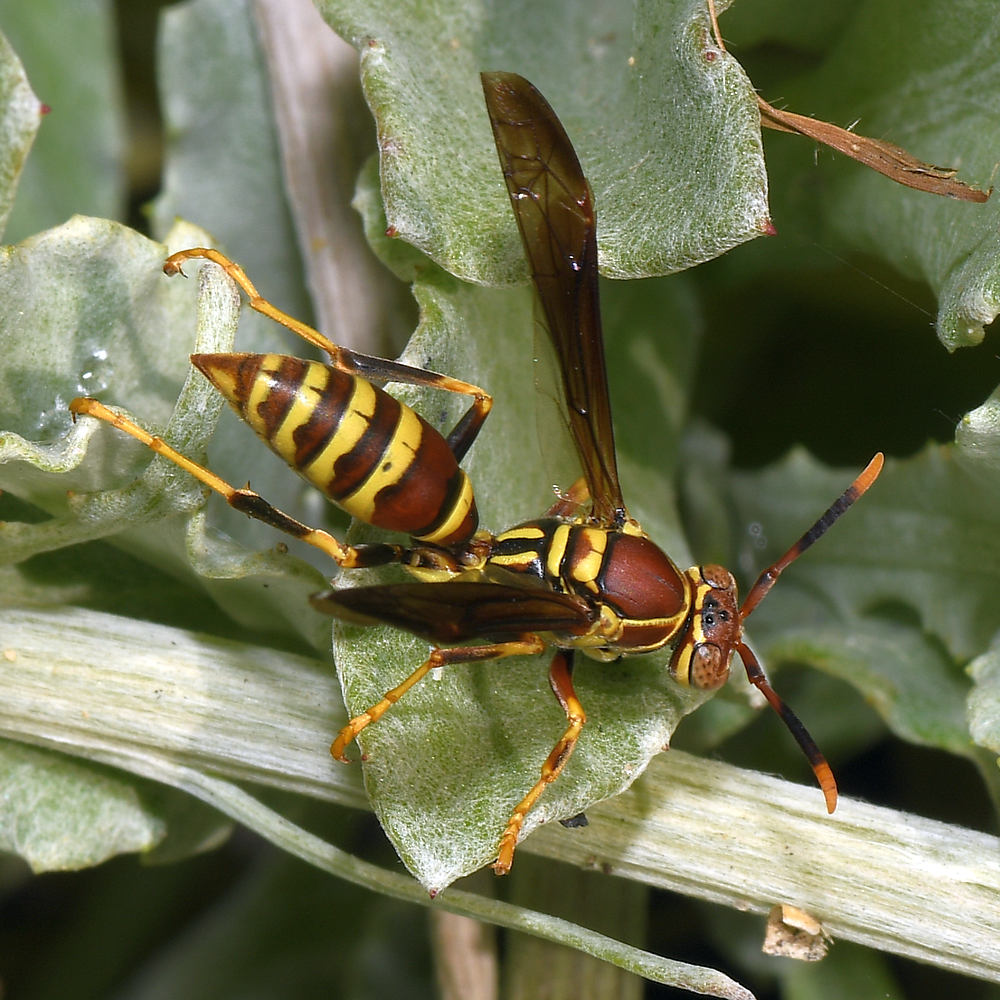 Wasp.jpg