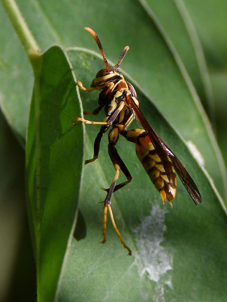 Wasp.jpg