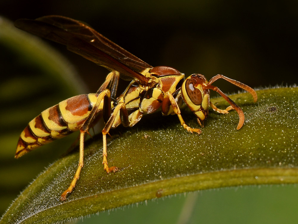 Wasp.jpg