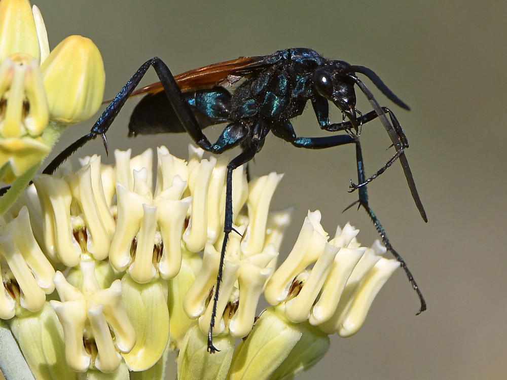 Wasp.jpg