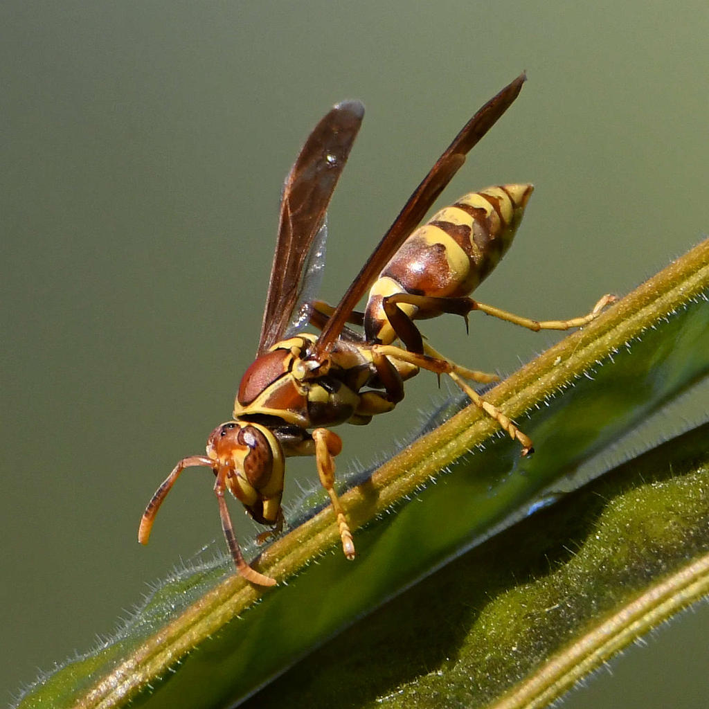 Wasp.jpg