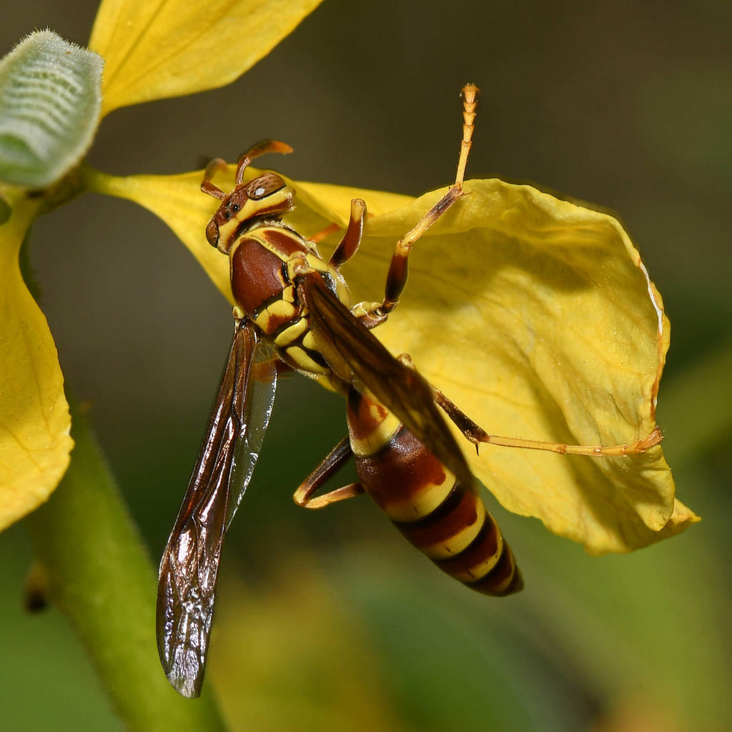 Wasp.jpg