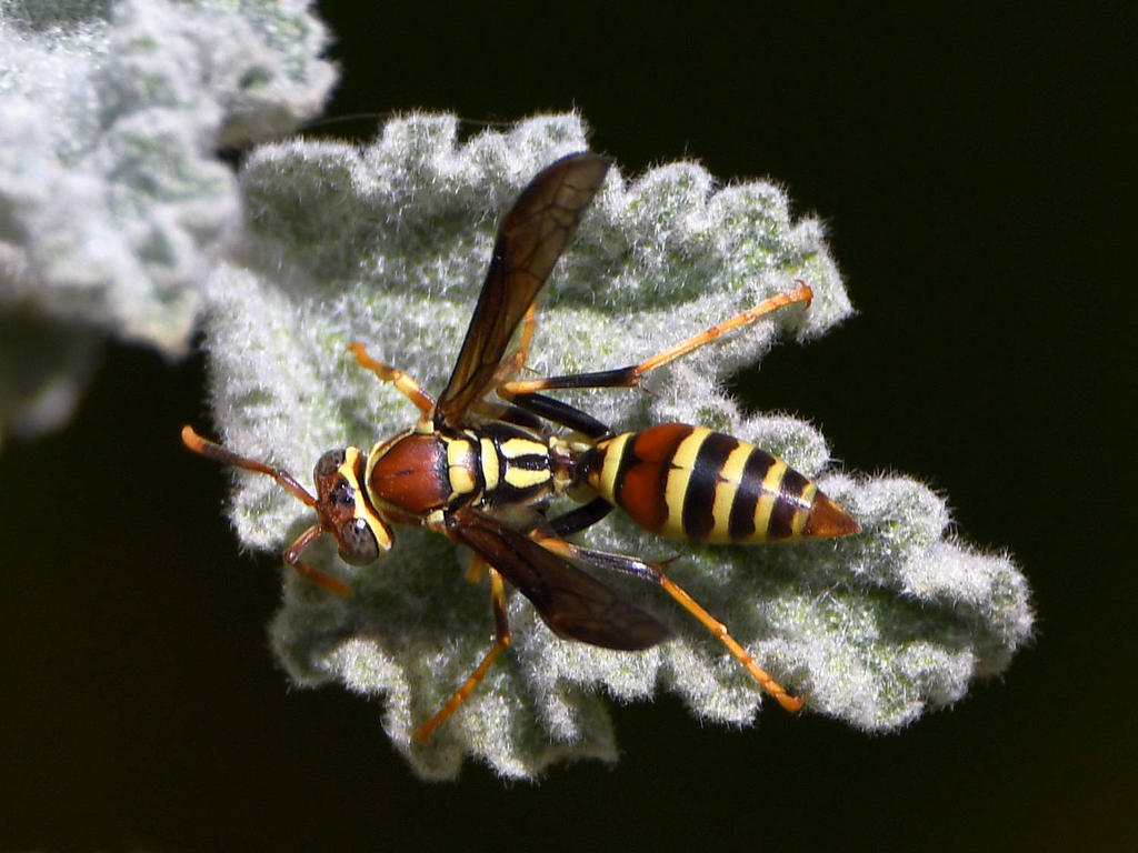 Wasp.jpg