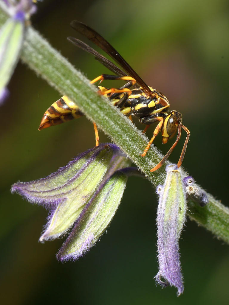 Wasp.jpg