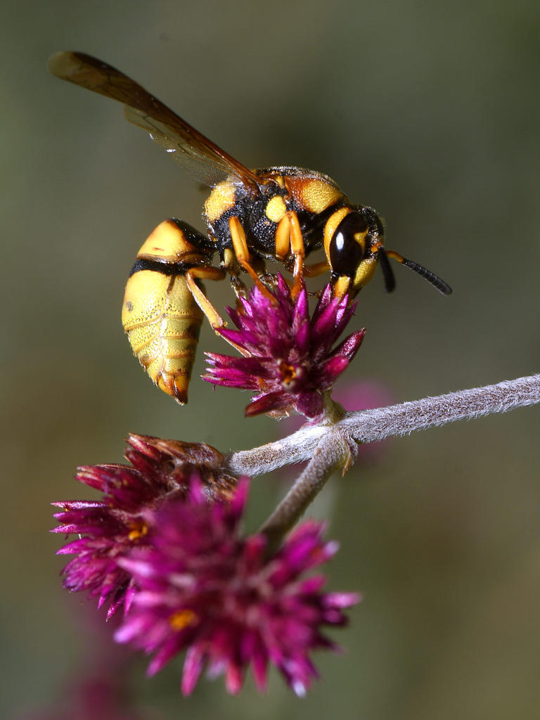 Wasp.jpg