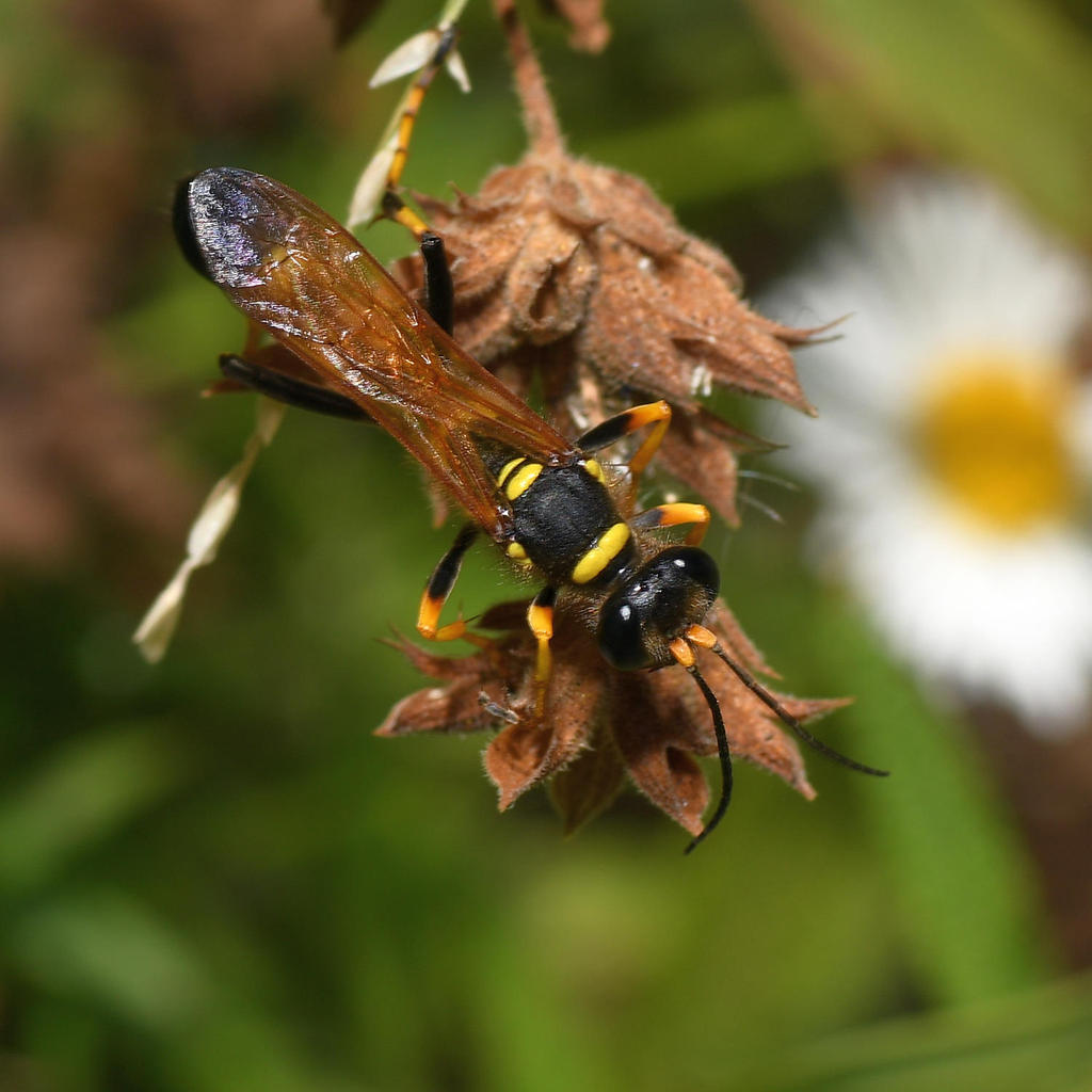 Wasp.jpg