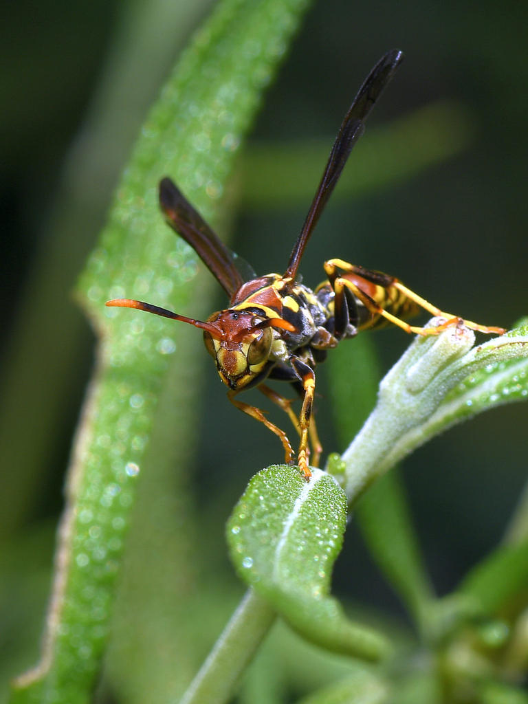 Wasp.jpg