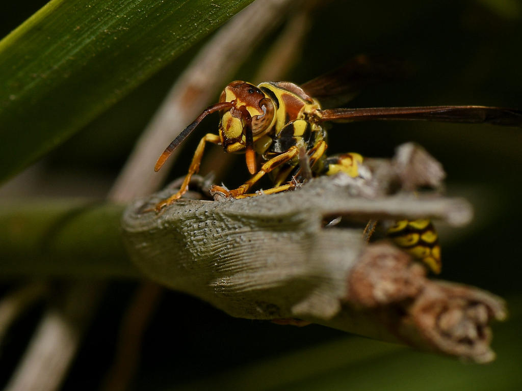 Wasp.jpg