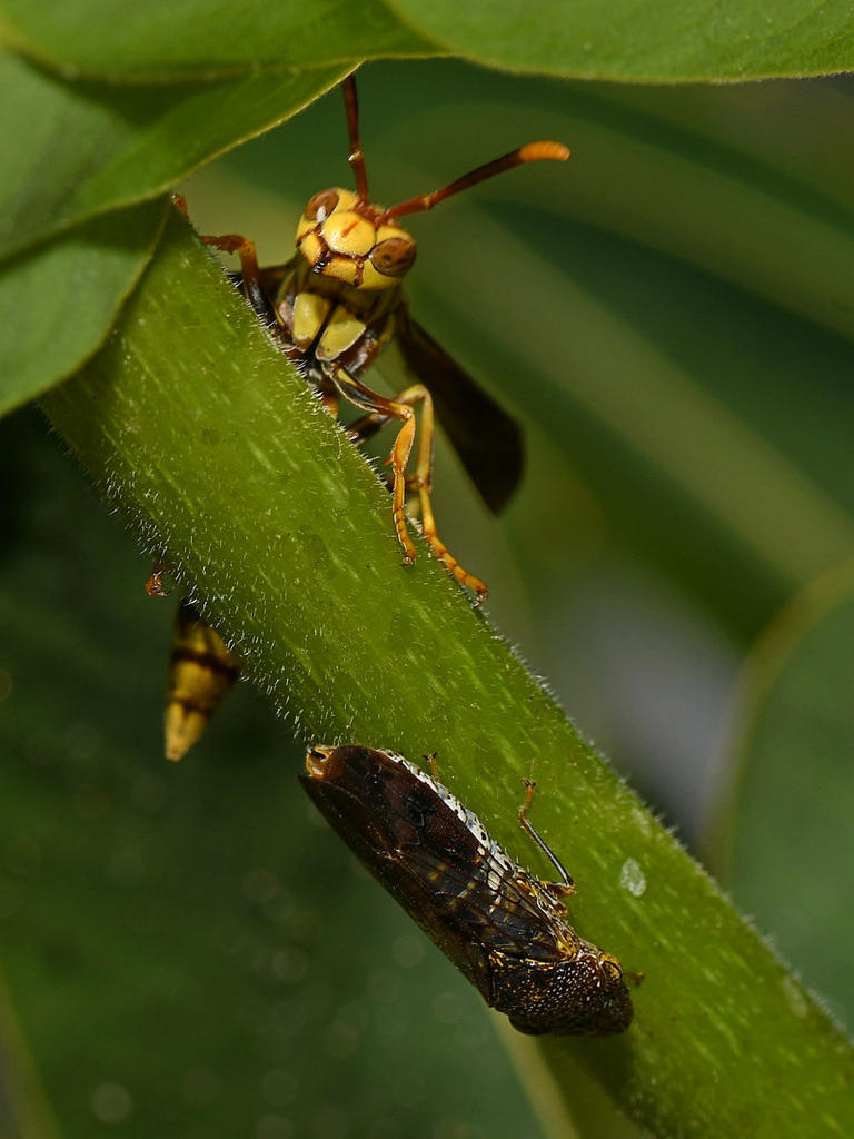 Wasp.jpg