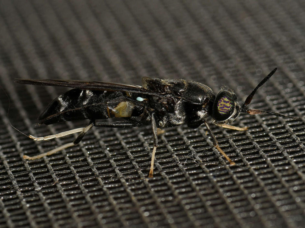 Wasp.jpg