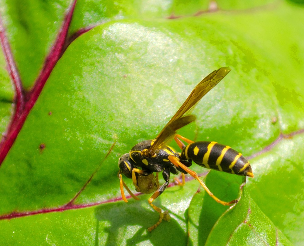 wasp.jpg