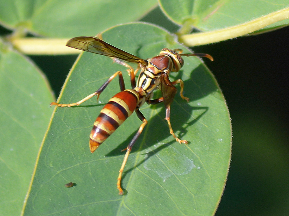 Wasp.jpg