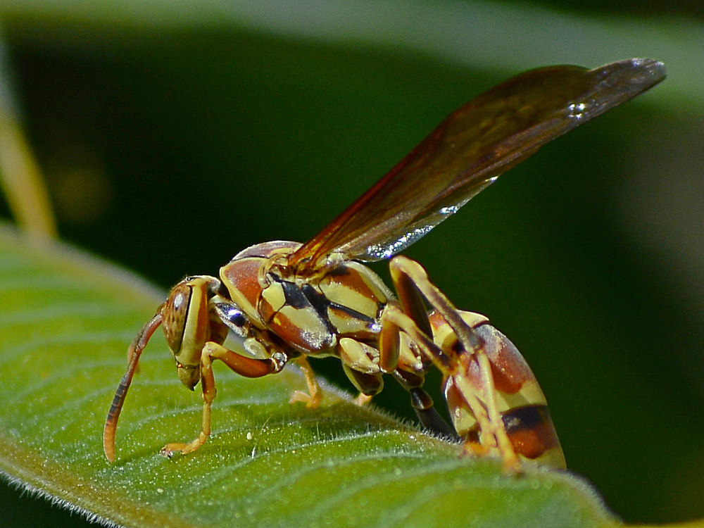 Wasp.jpg