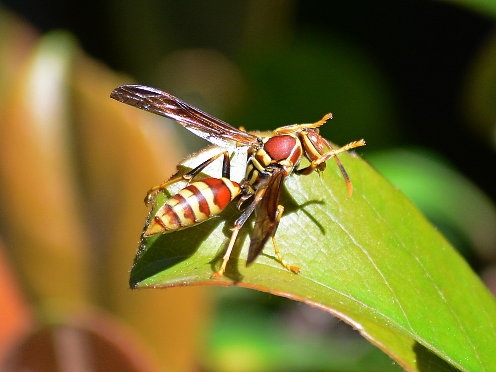 Wasp.jpg