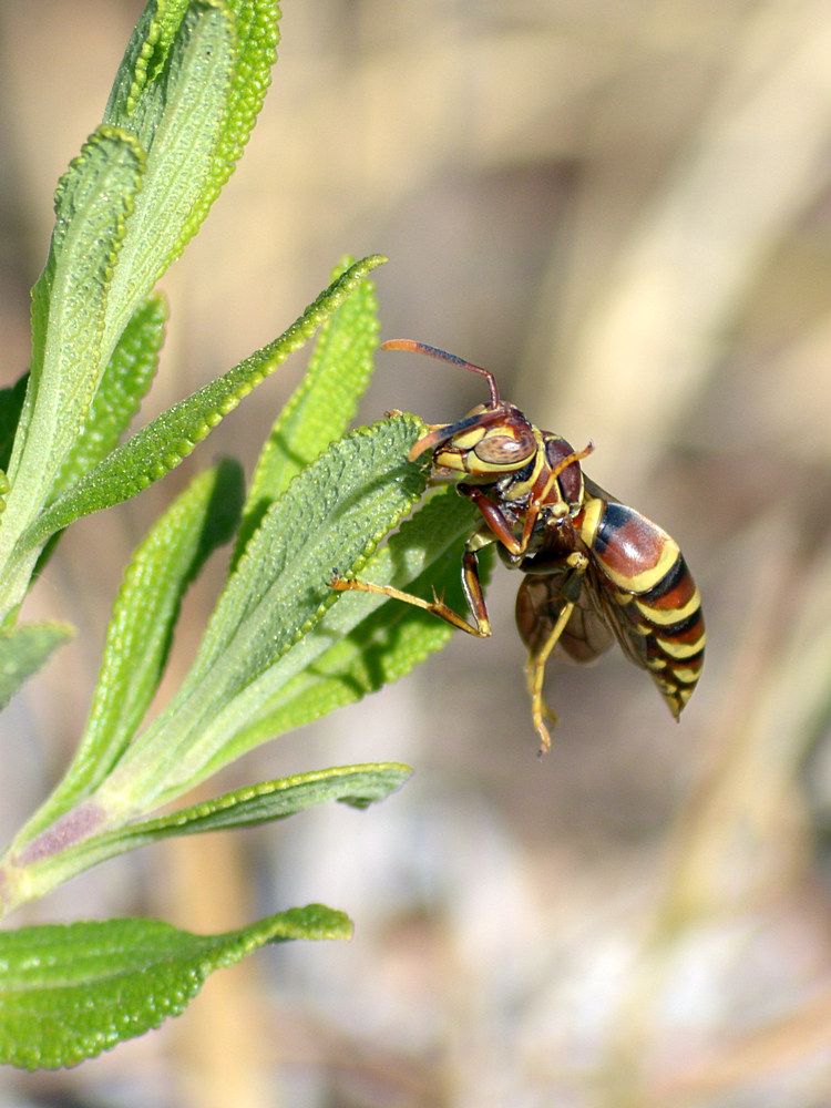 Wasp.jpg