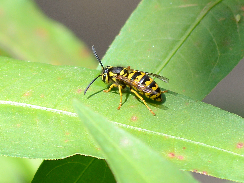 Wasp.jpg