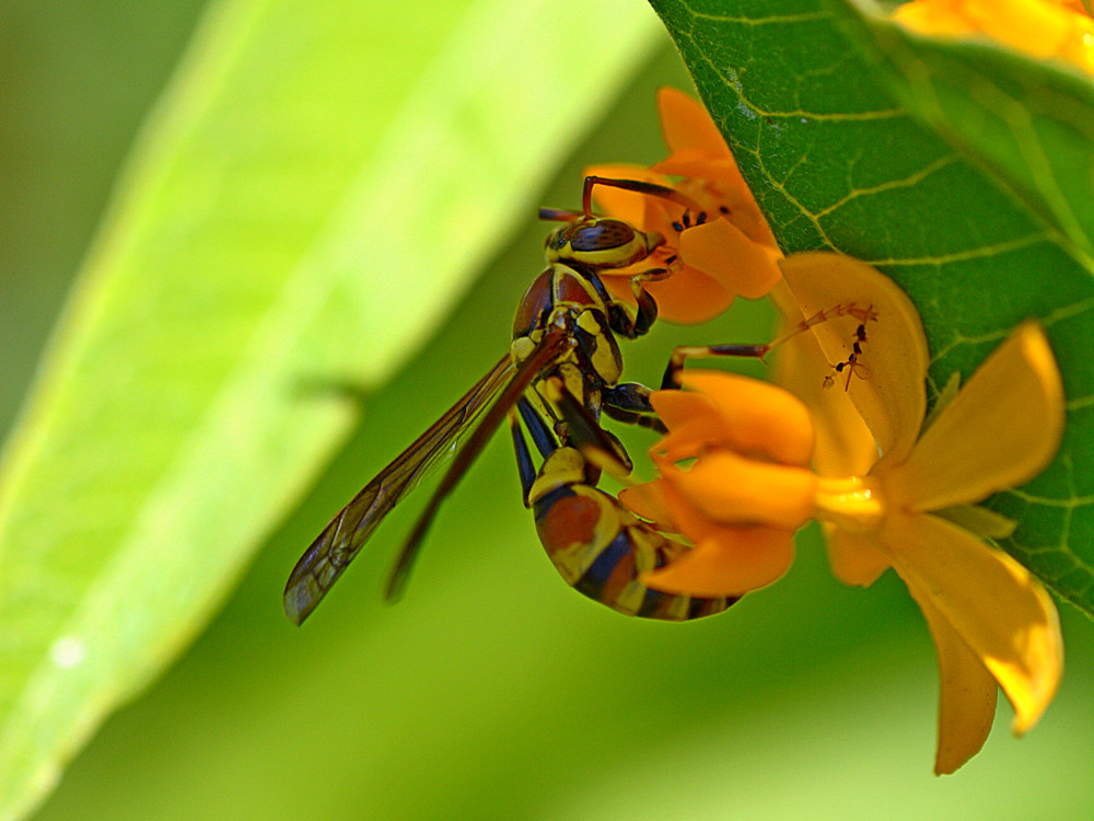 Wasp.jpg