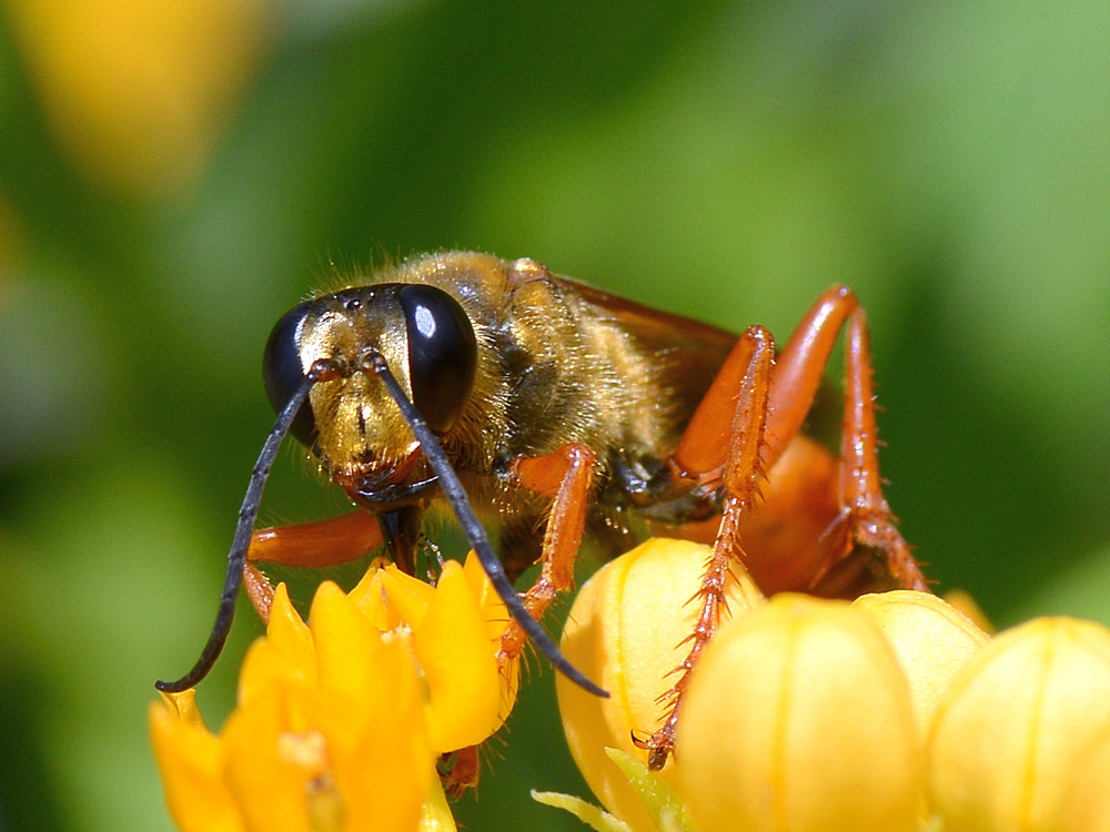 Wasp.jpg