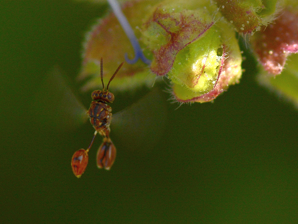 Wasp.jpg