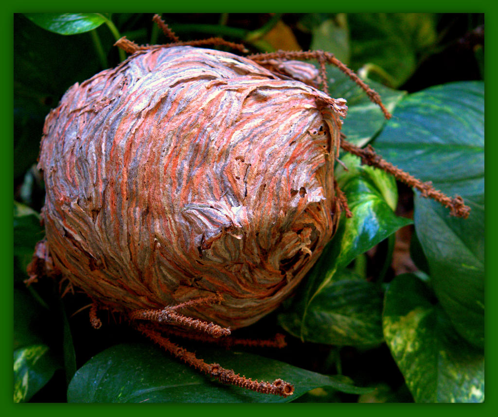 Wasp Nest.jpg