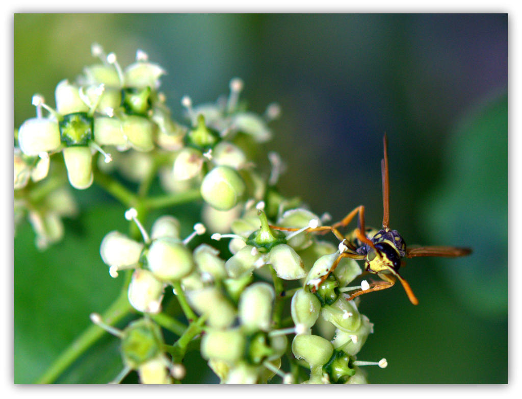Wasp on a White Flower.jpg