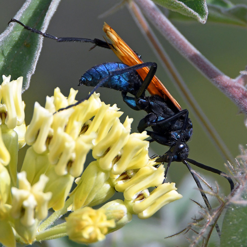 Wasp10.jpg