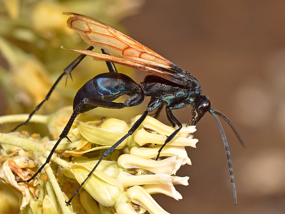 Wasp11.jpg