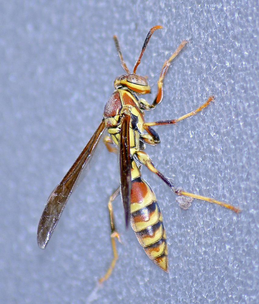 Wasp13Jan2014_3.jpg