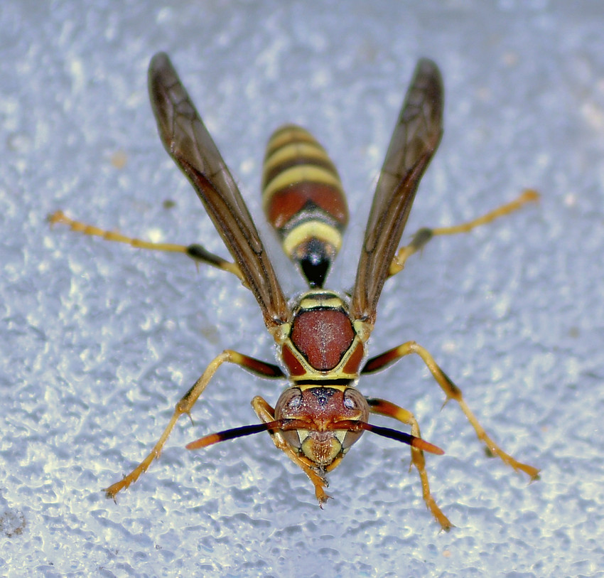 Wasp13Jan2014_4.jpg
