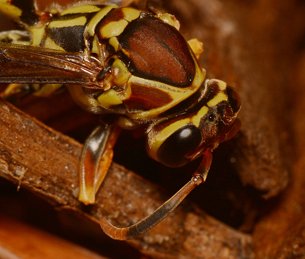 Wasp2.jpg