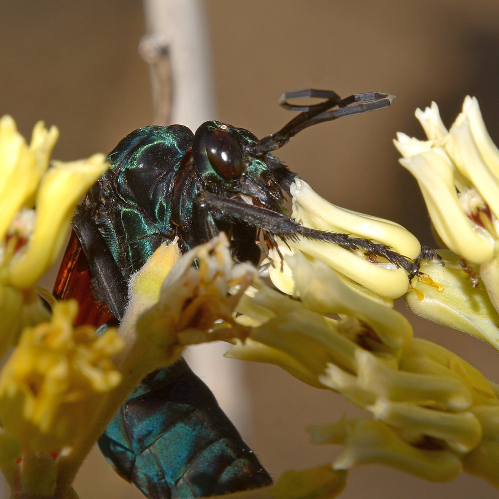 Wasp2.jpg