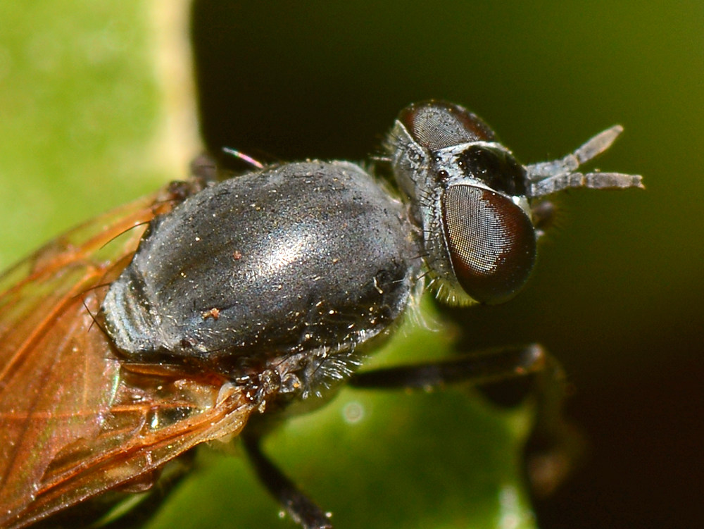 Wasp2.jpg
