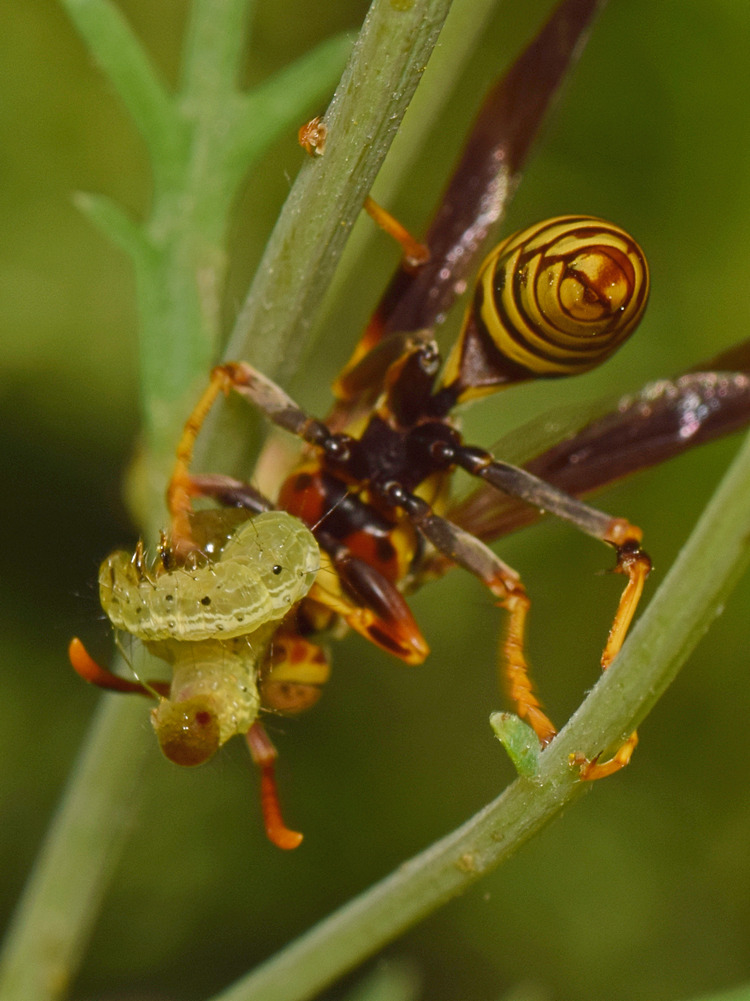 Wasp2.jpg