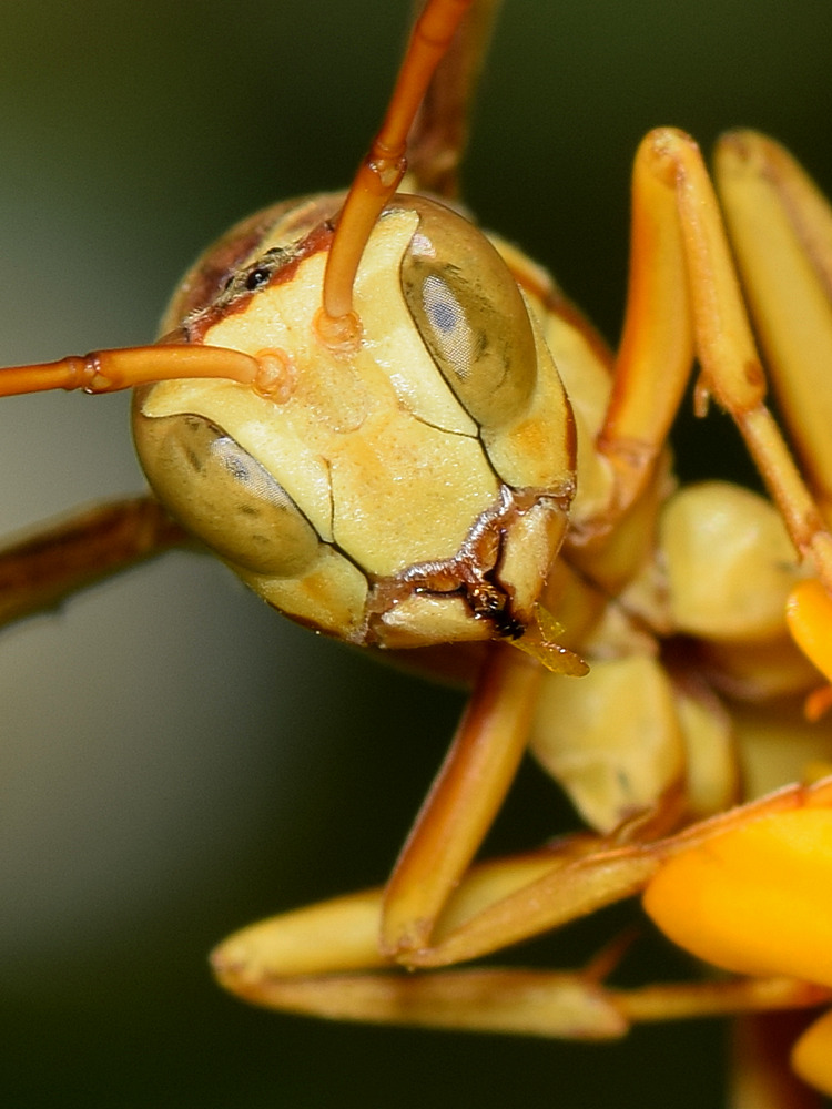 Wasp2.jpg