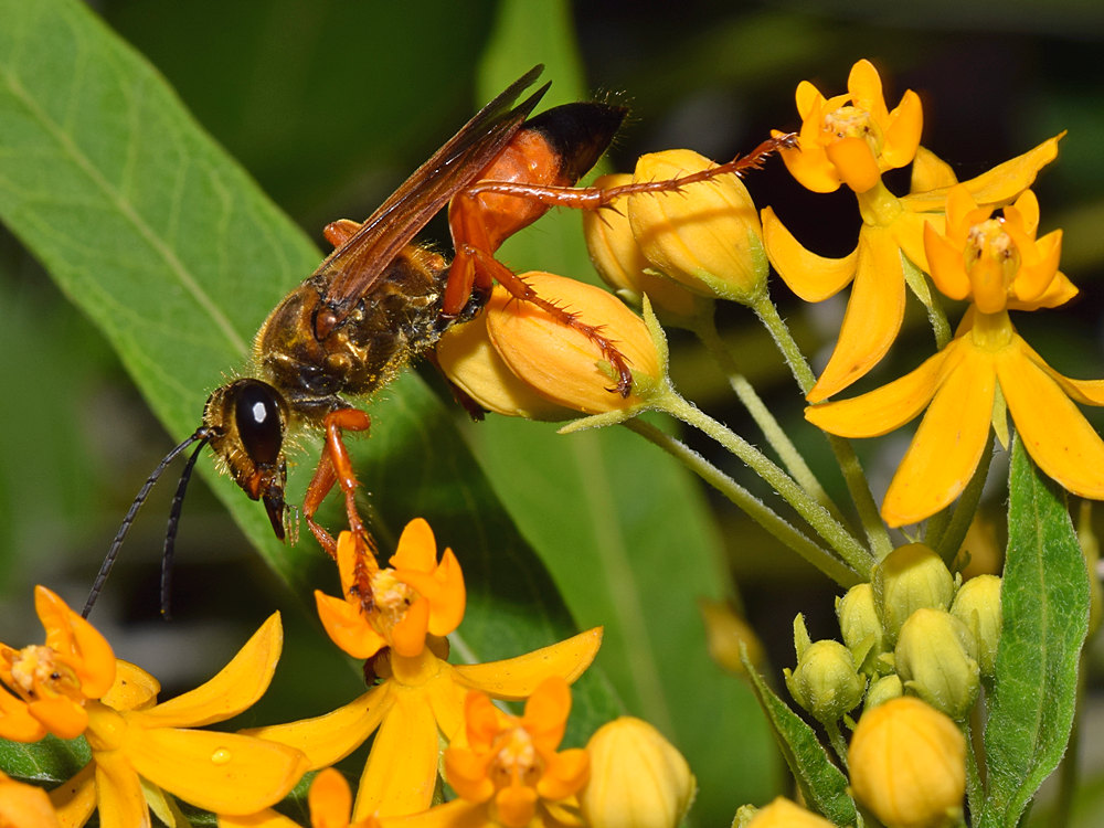 Wasp2.jpg