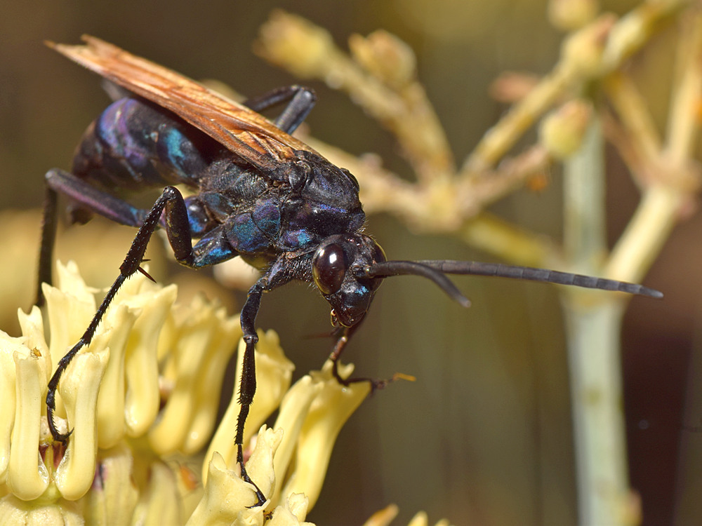 Wasp2.jpg