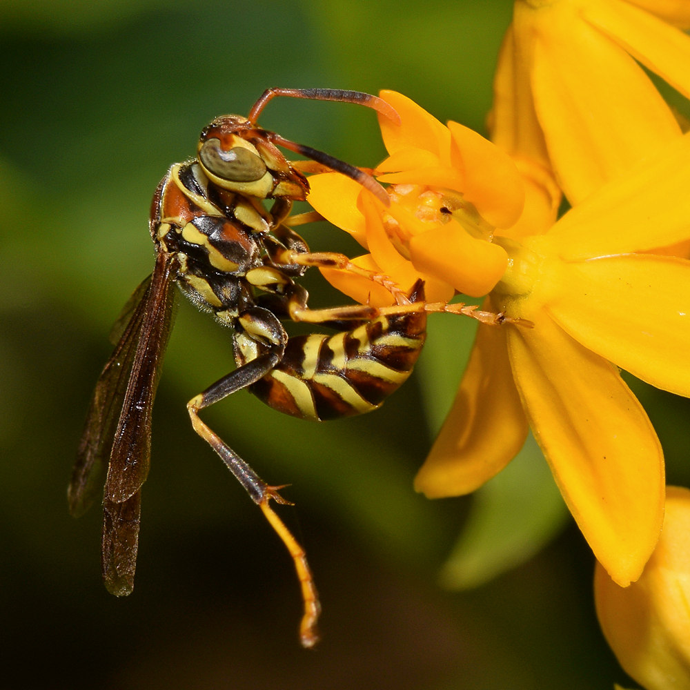 Wasp2.jpg