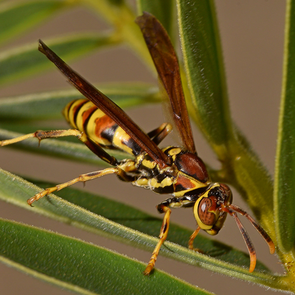 Wasp2.jpg