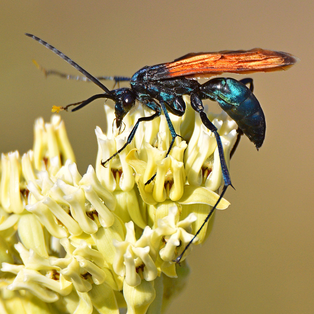 Wasp2.jpg