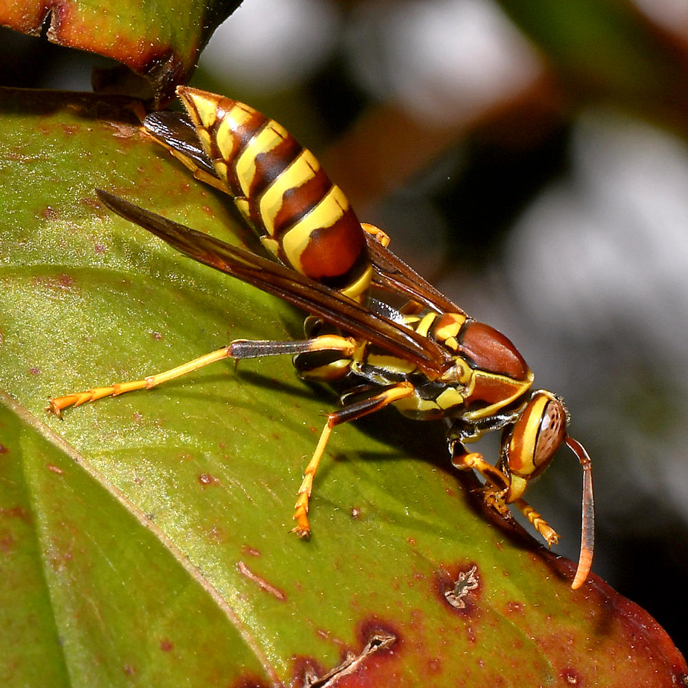 Wasp2.jpg