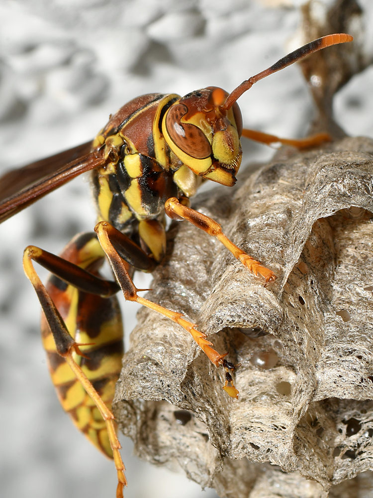 Wasp2.jpg