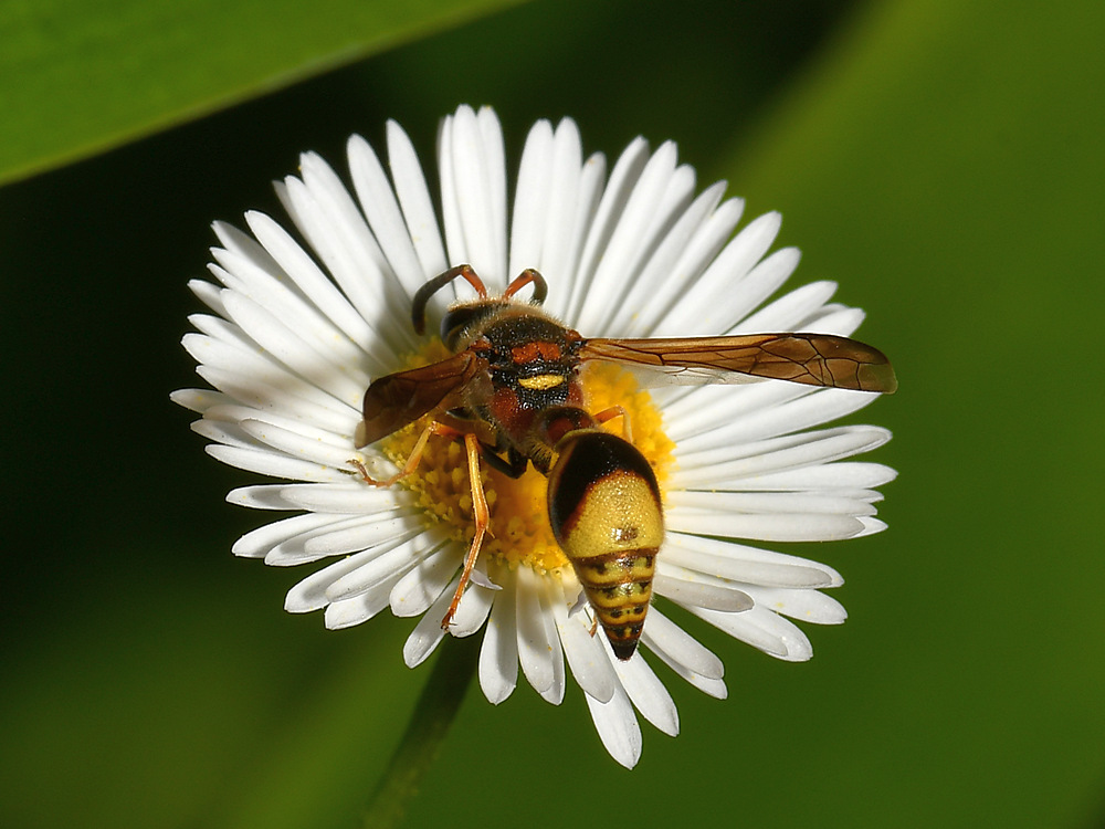Wasp2.jpg